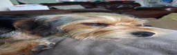 Mixed Breed dogs for sale: Corkie pups for sale - Advert 3