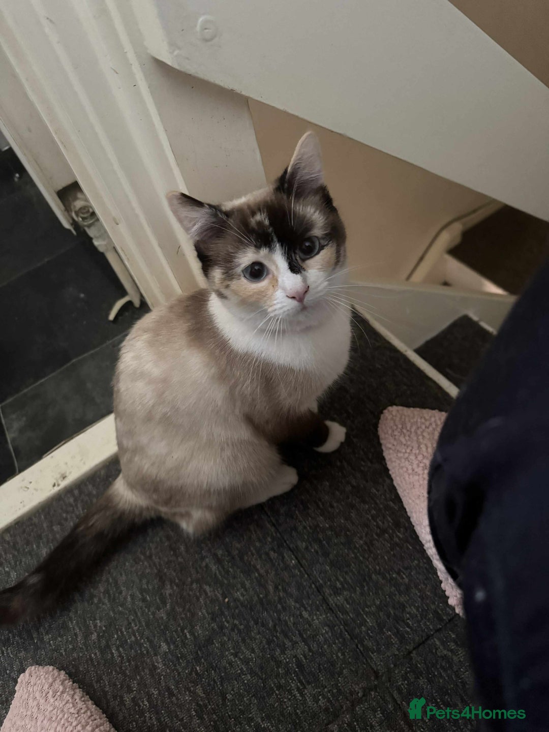 Mixed Breed cats for sale: Ragdoll cross  - Advert 2