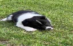 Border Collie dogs for sale: Beautiful border collie puppies  - Image 9