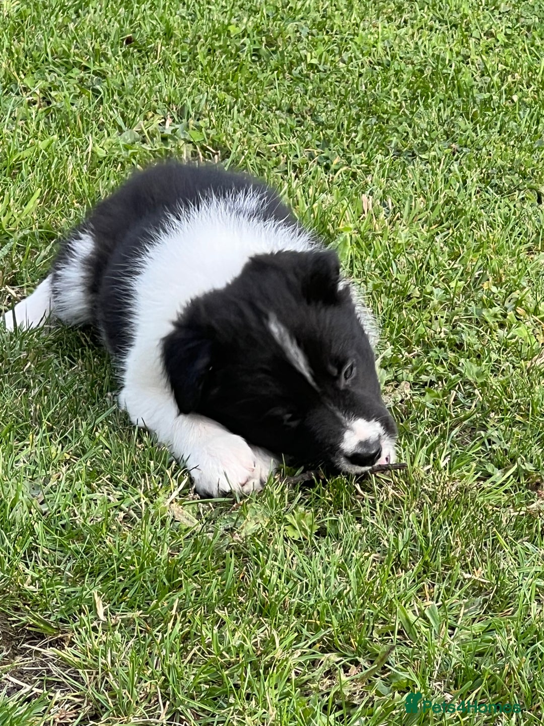 Border Collie dogs for sale: Beautiful border collie puppies  - Image 9