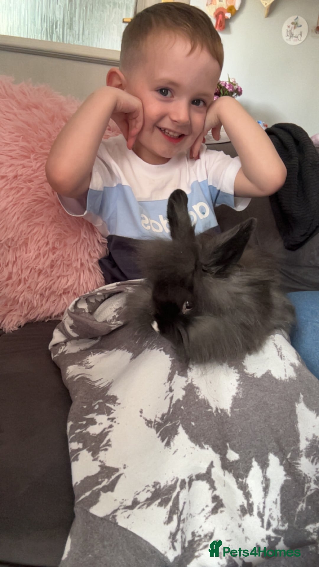 Mixed Breed rabbits for sale: Rabbit to a good home - Image 1