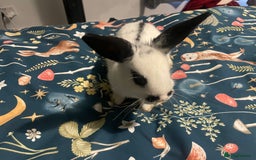 English Spot rabbits for sale: 2 Female English Spot x Lop Rabbits  - Image 5