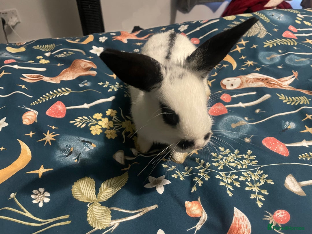 English Spot rabbits for sale: 2 Female English Spot x Lop Rabbits  - Image 5