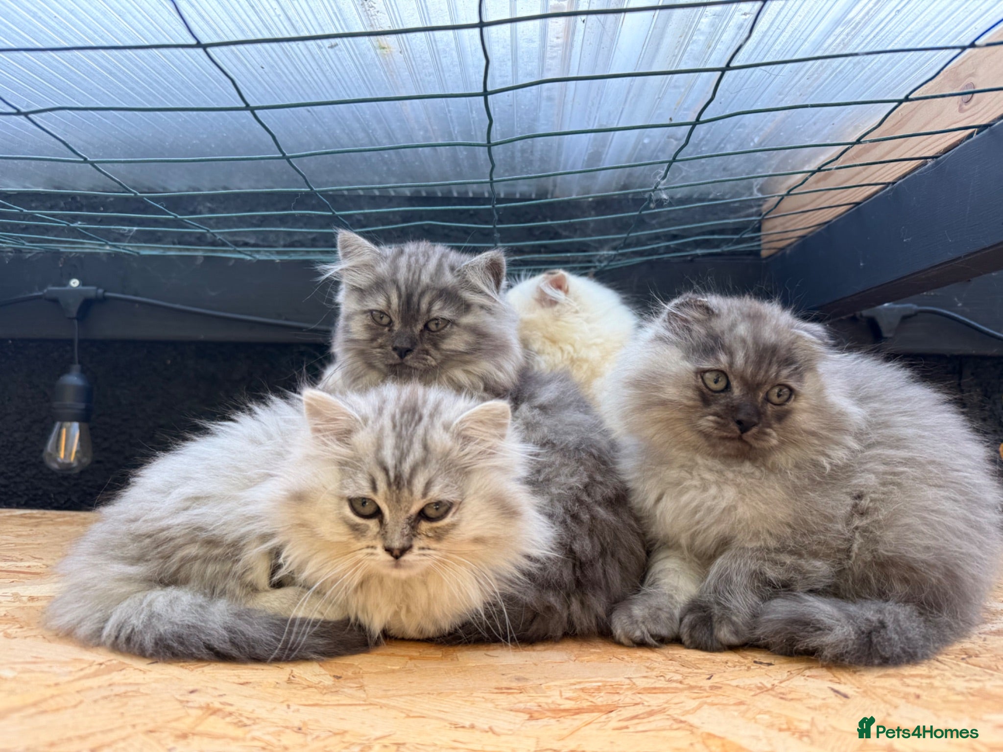 British Shorthair cats Beautiful fluffy show class kittens - Advert 1