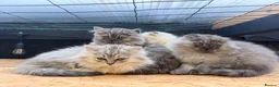 British Shorthair cats for sale: Beautiful fluffy show class kittens - Advert 4