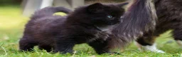 Mixed Breed cats for sale: Kittens for sale - Advert 2