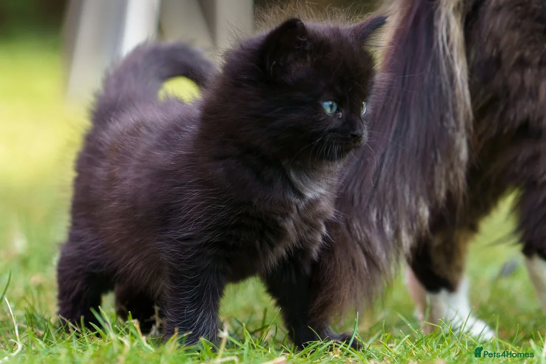 Mixed Breed cats for sale: Kittens for sale - Advert 2