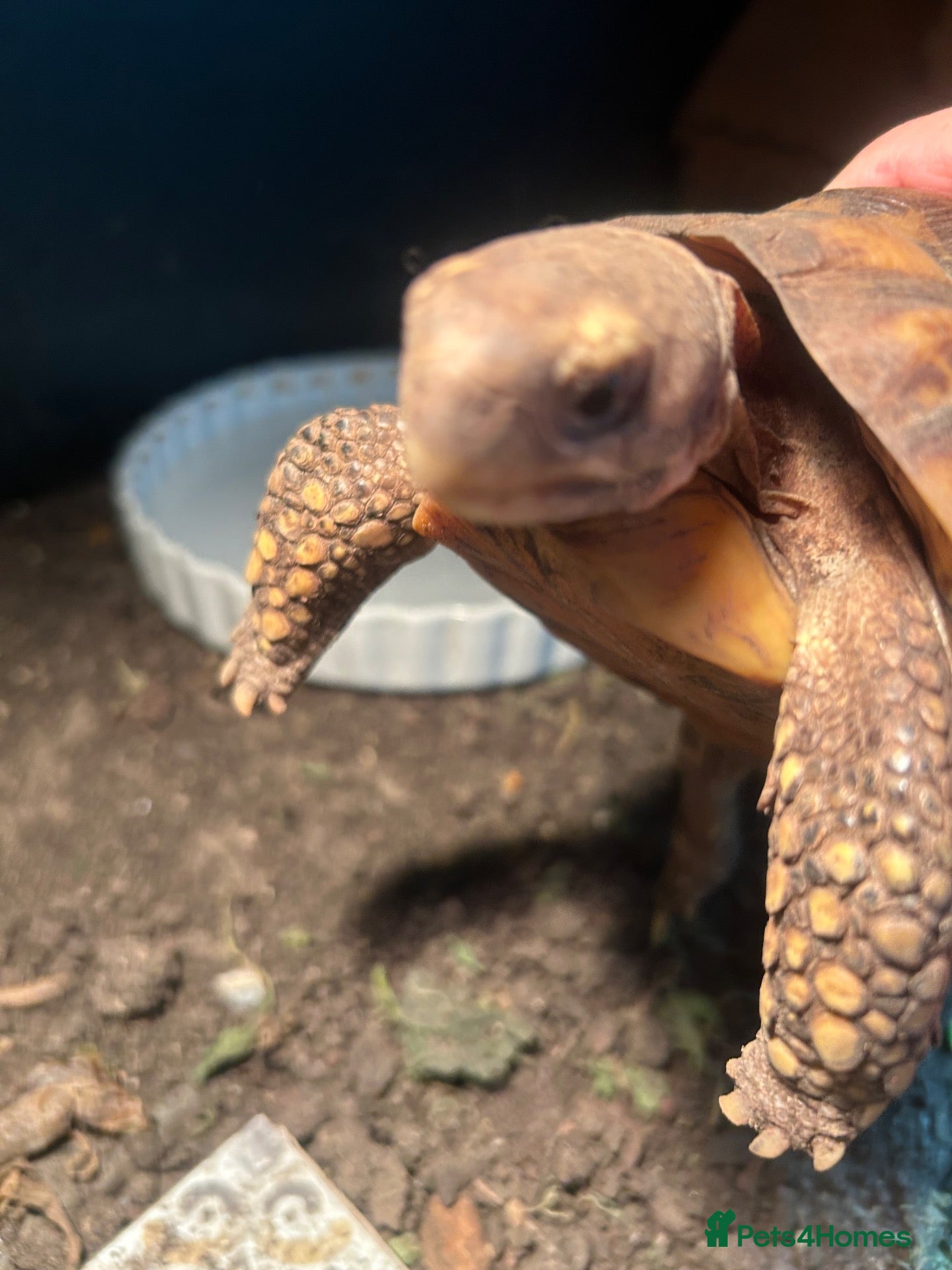 Tortoise reptiles Bells hingeback tortoise - Advert 1