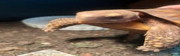 Tortoise reptiles for sale: Bells hingeback tortoise in Leeds - Advert 1