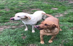 Labrador Retriever dogs for sale: Beautiful Working Labradors  - Image 6