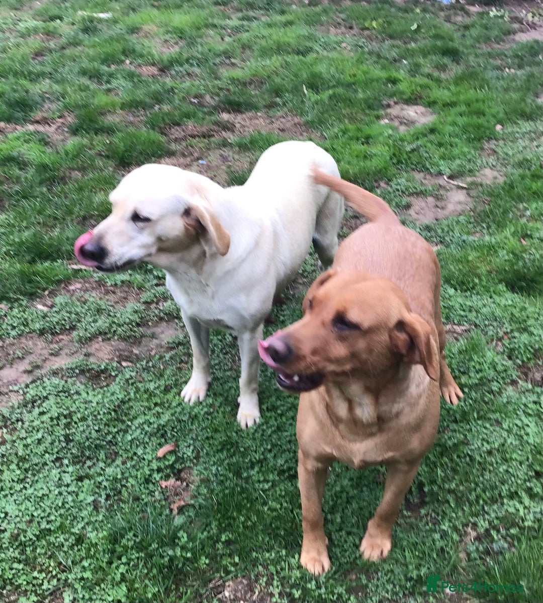 Labrador Retriever dogs for sale: Beautiful Working Labradors  - Image 6