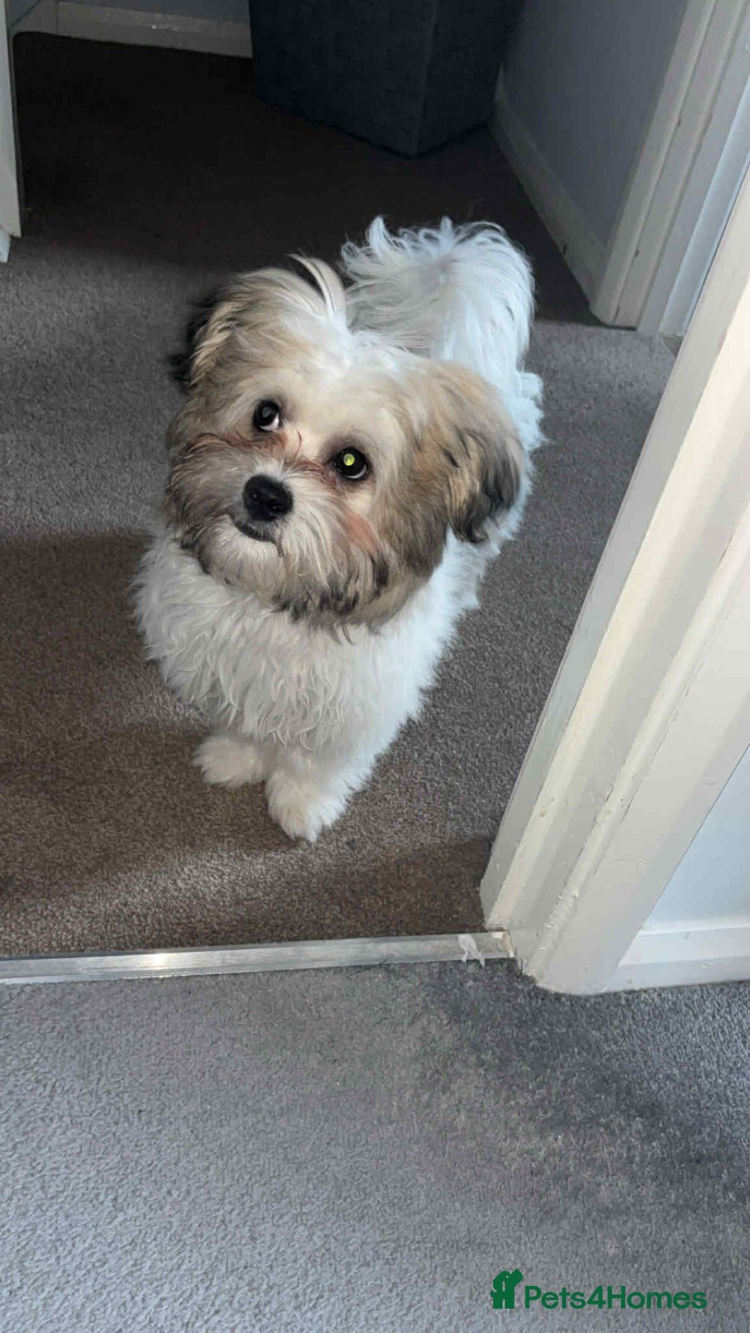 Zuchon dogs for sale: Zuchon - Advert 1