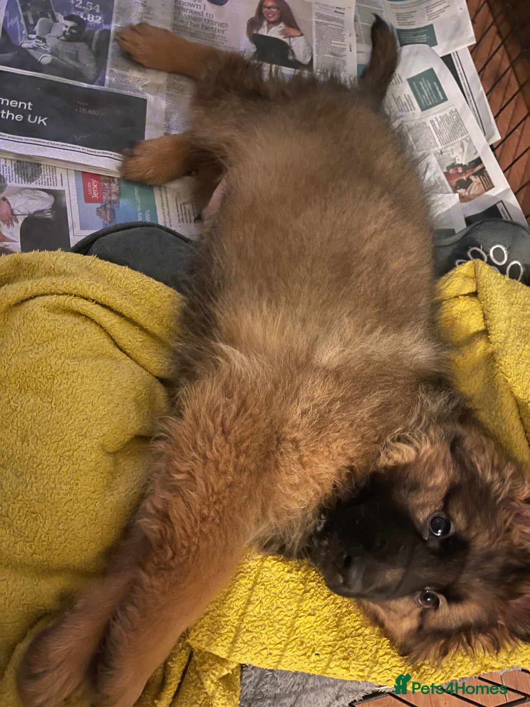 German Shepherd dogs for sale: German Shepherd MALE - Huge  - Advert 26