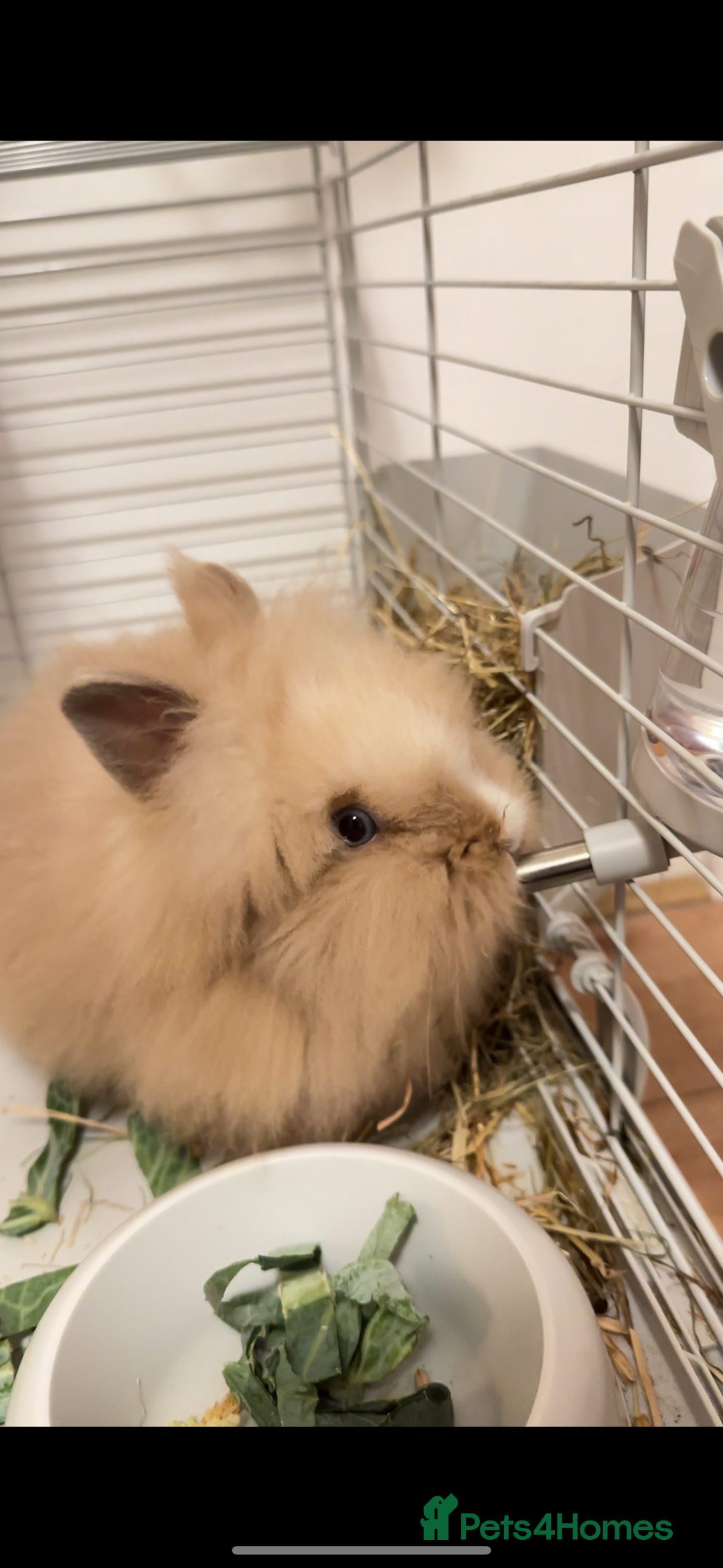 Lionhead rabbits for sale: Lionhead Rabbit Bunny  - Advert 2