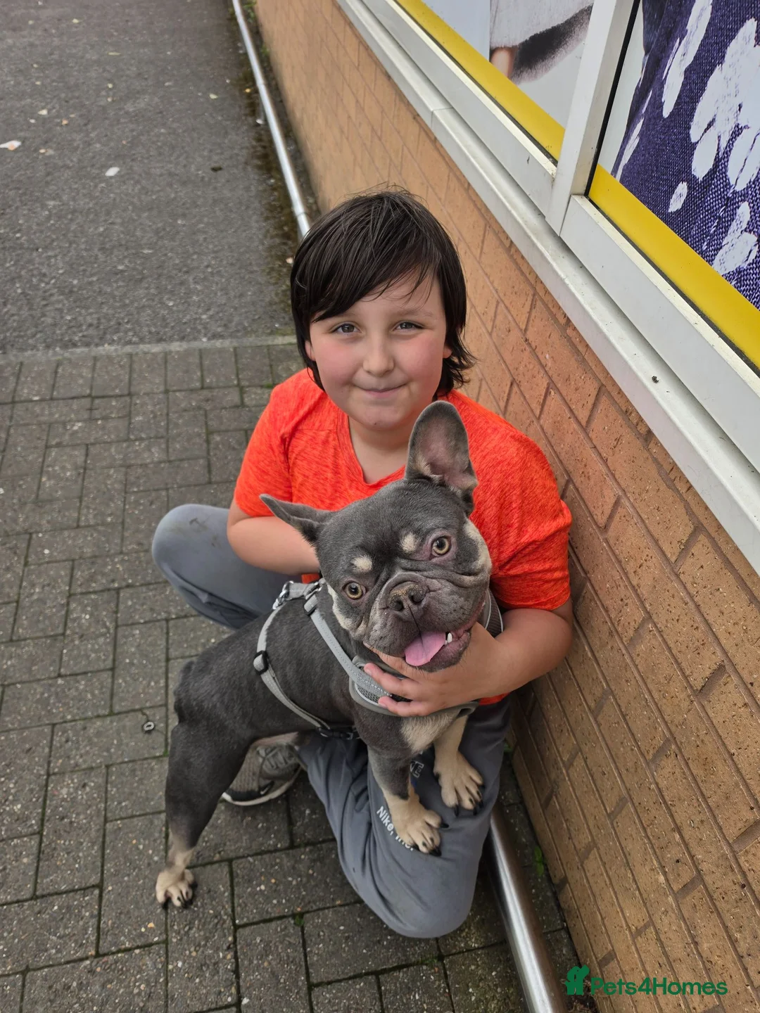 French Bulldog dogs for sale: Diego in Manchester - Advert 2