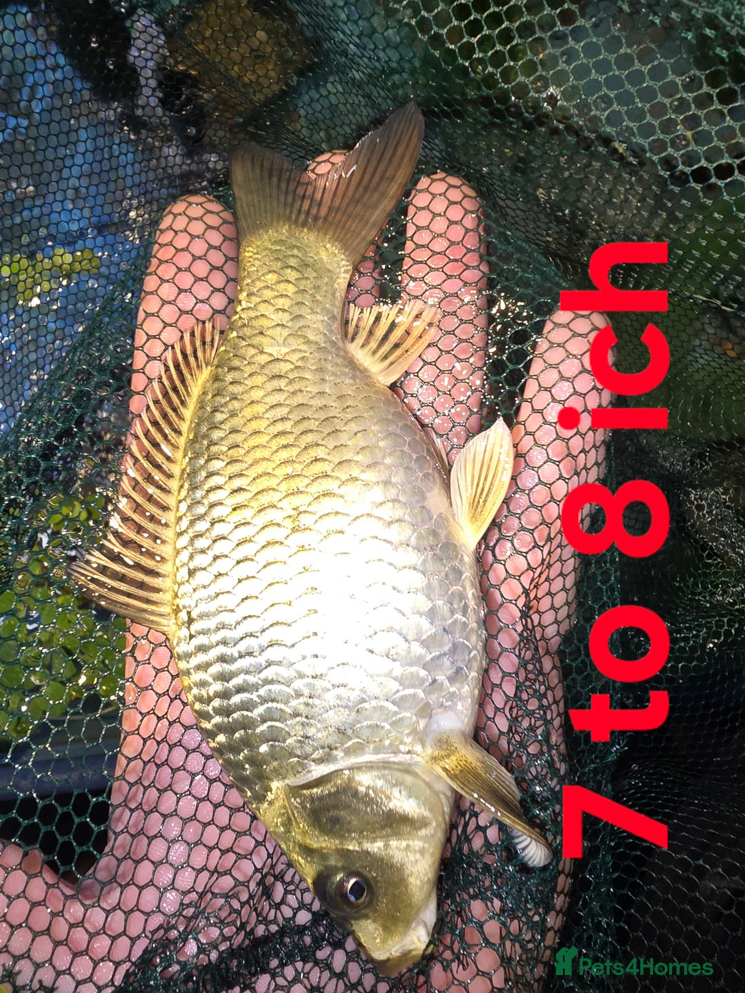 Koi Carp fish for sale: Pond fish  gost carp  gold fish  and more - Image 2