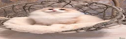 Ragdoll cats for sale: ✨️Exceptional Quality, Tica reg kittens available. in Stoke-on-Trent - Advert 9
