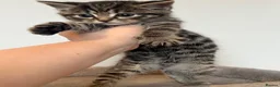 Mixed Breed cats for sale: Gorgeous half Siberian kittens - Advert 15