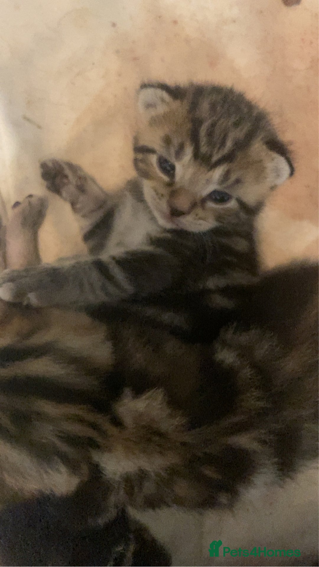 Mixed Breed cats for sale: BengalXTabby kittens LAST BOY LEFT NOW - Image 9