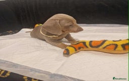 Dachshund dogs for sale: 🌈🌈 Isabella and tan Beautiful puppy’s 🌈🌈  - Image 3
