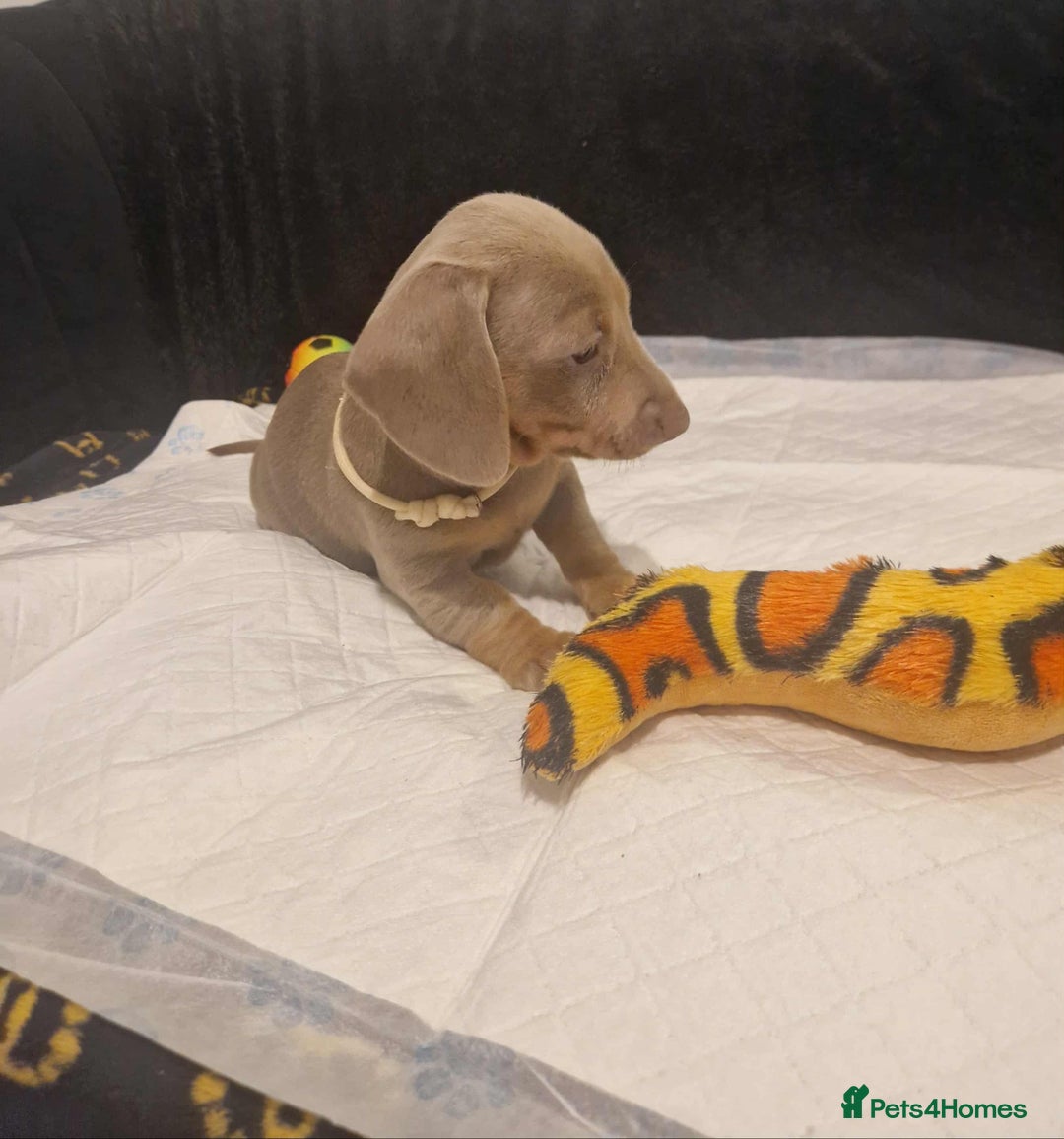 Dachshund dogs for sale: 🌈🌈 Isabella and tan Beautiful puppy’s 🌈🌈  - Image 3