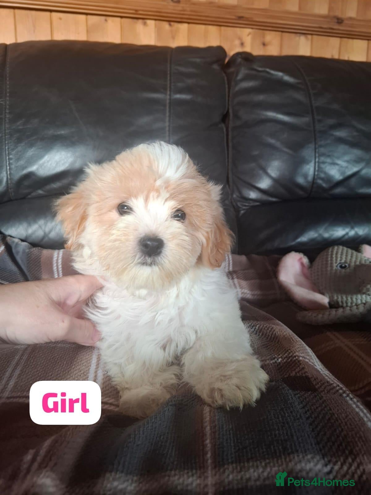 Shichon dogs Shichon puppies - Advert 1
