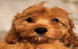 Cavapoo dogs for sale: Toy Cavapoo Puppies Looking for Forever Homes!! - Image 12