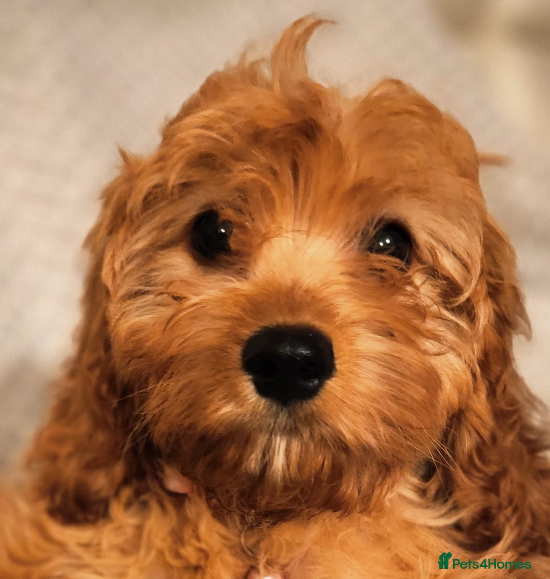 Cavapoo dogs for sale: Toy Cavapoo Puppies Looking for Forever Homes!! - Image 12