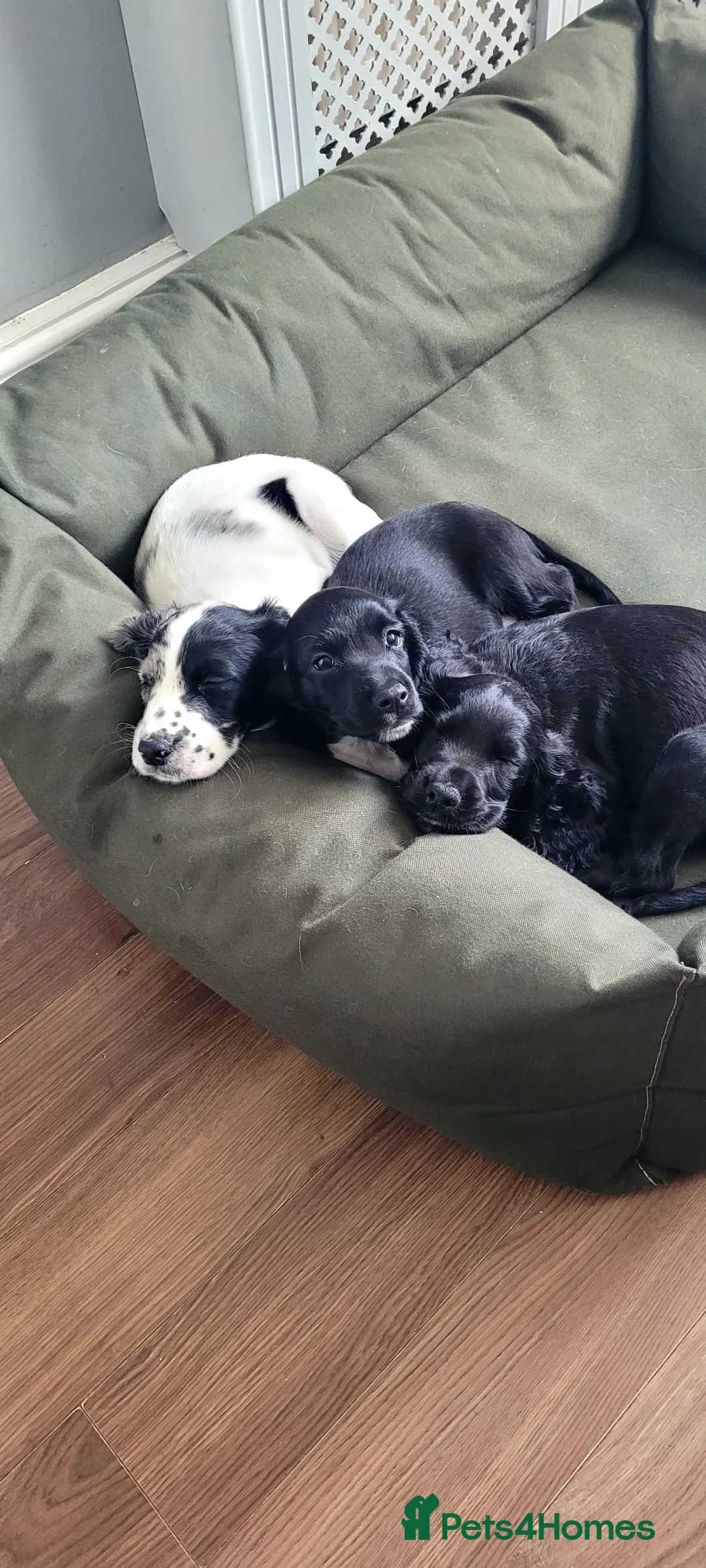 Cocker Spaniel dogs for sale: Stunning cocker spaniels - Advert 1