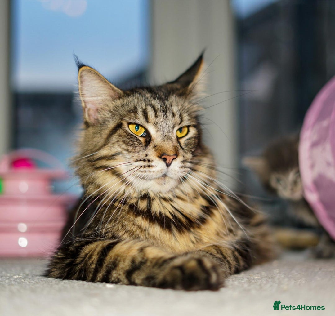 Maine Coon cats for sale: Adult mainecoon female 5 years old needs new home  - Image 8