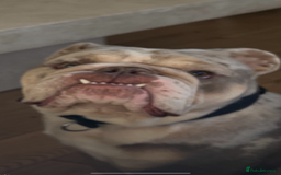 Olde English Bulldogge dogs for sale: Old English Bull dog-Requires re-homing - Image 1