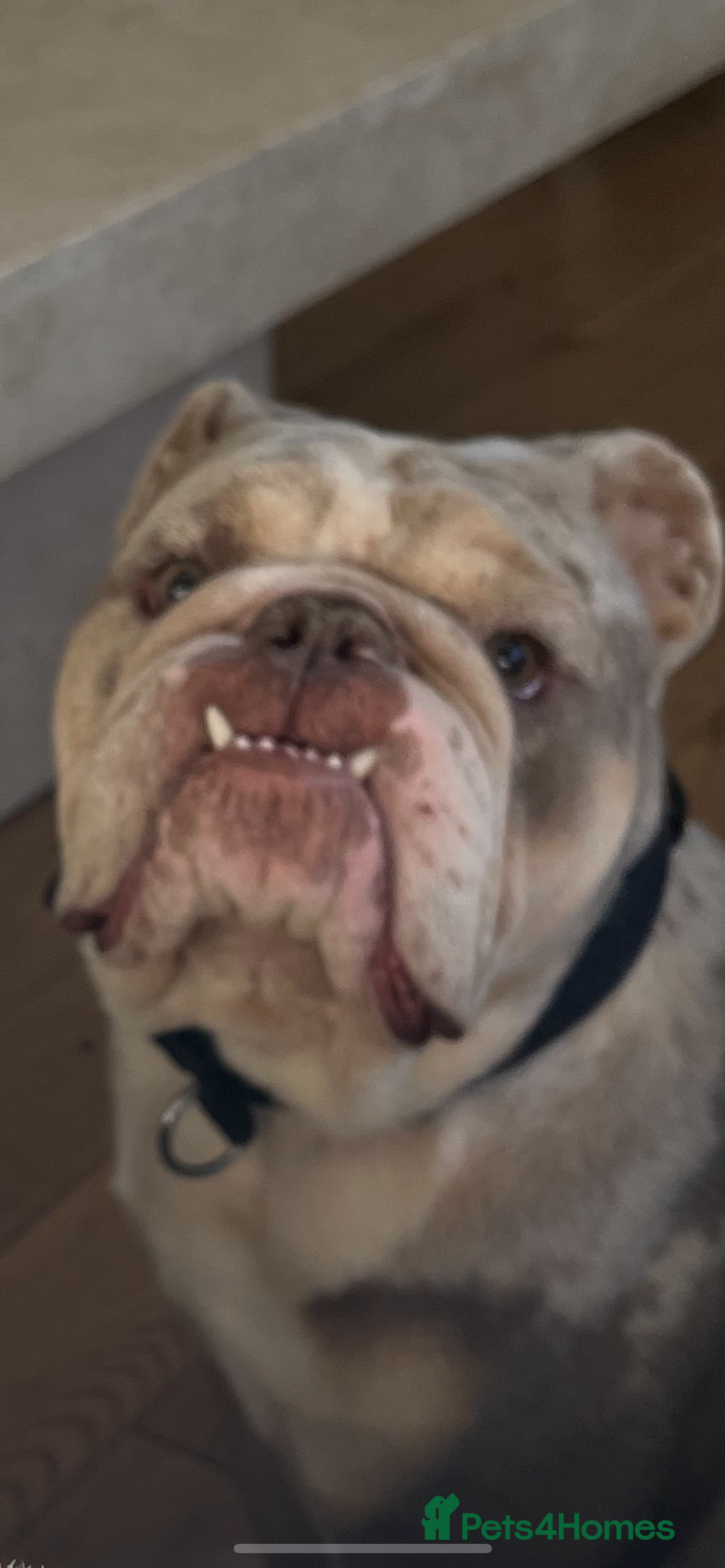 Olde English Bulldogge dogs for sale: Old English Bull dog-Requires re-homing - Image 1