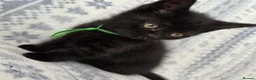 British Shorthair cats for sale: British Shorthair - Advert 11