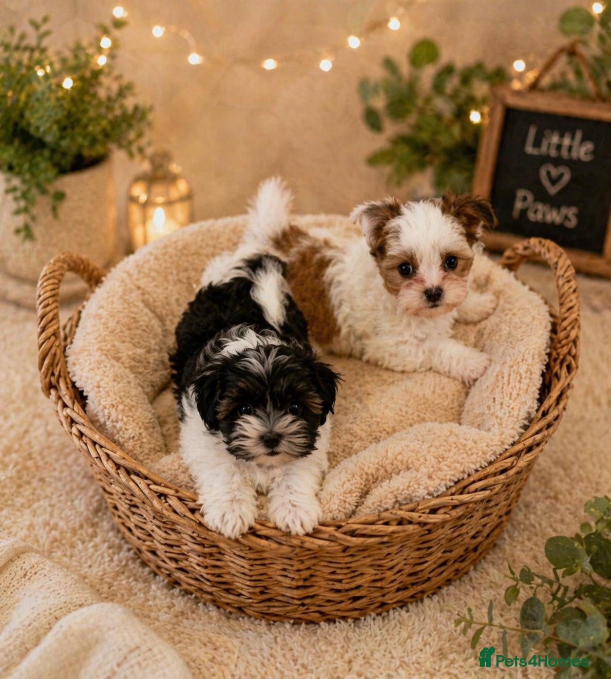 Morkie dogs RARE Tiny Biewer Morkie Puppies (Maltese x Yorkie) - Advert 1