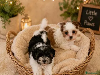 Morkie dogs RARE Tiny Biewer Morkie Puppies (Maltese x Yorkie) - Advert 2