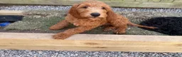Irish Doodle dogs for sale: Irish Gordon Doodles - Advert 21
