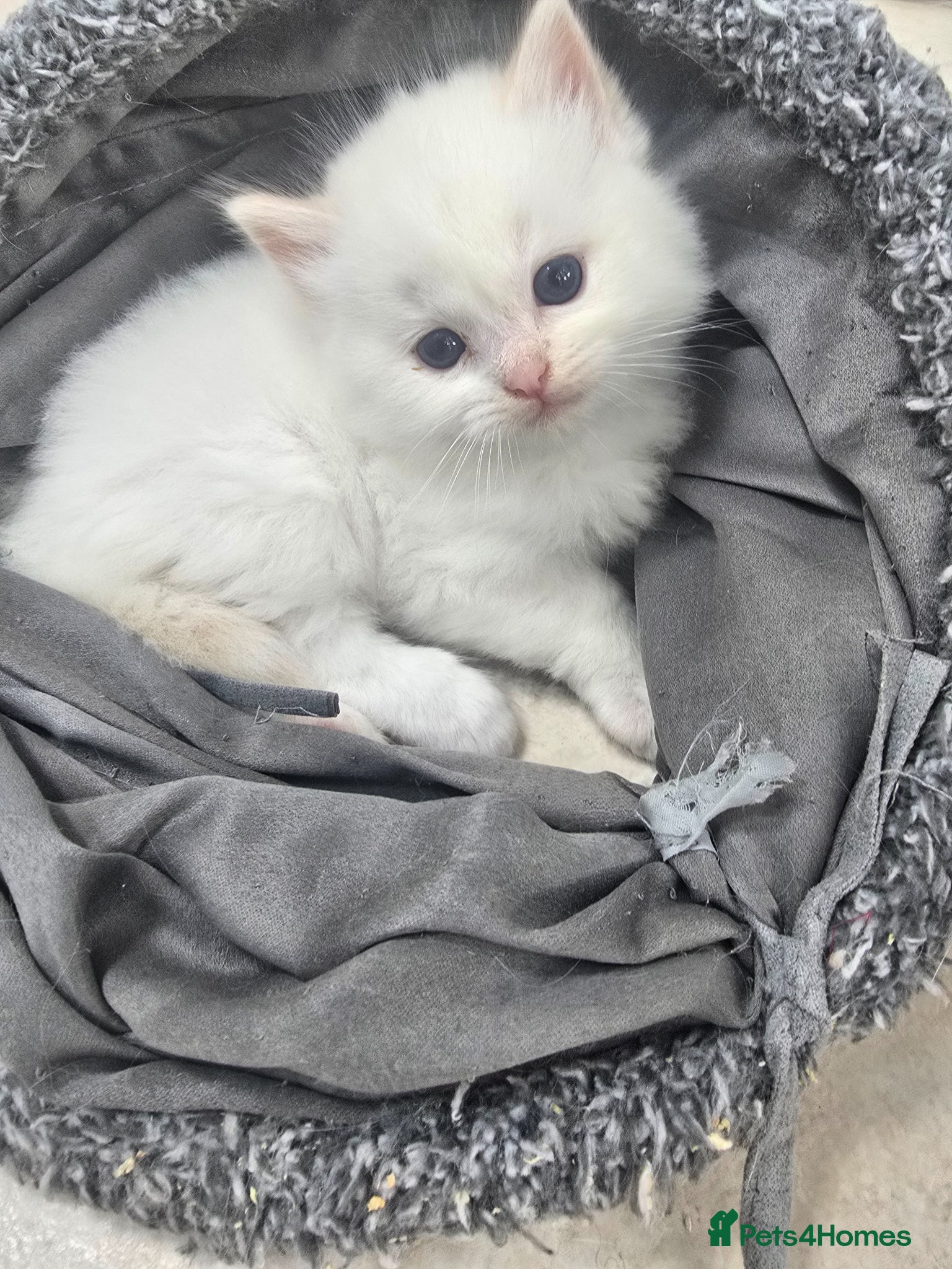 Ragdoll cats Stunning European bloodline kittens - Advert 12