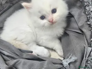 Ragdoll cats Stunning European bloodline kittens - Advert 12