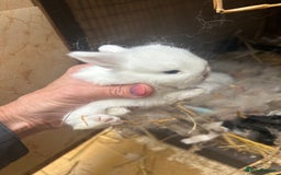 Netherland Dwarf rabbits for sale: Beautiful Mini lop and Netherland dwarf bunnies  - Advert 17