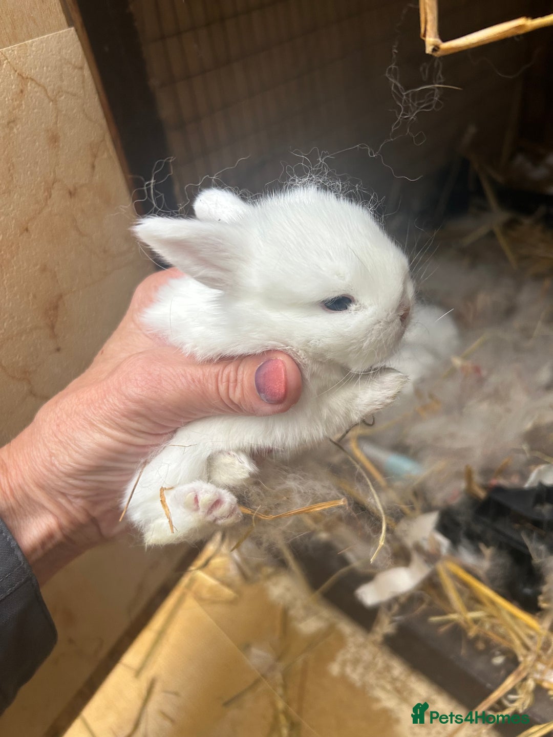 Netherland Dwarf rabbits for sale: Beautiful Mini lop and Netherland dwarf bunnies  - Advert 17