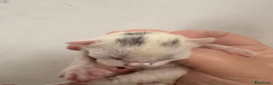 Mixed Breed 2