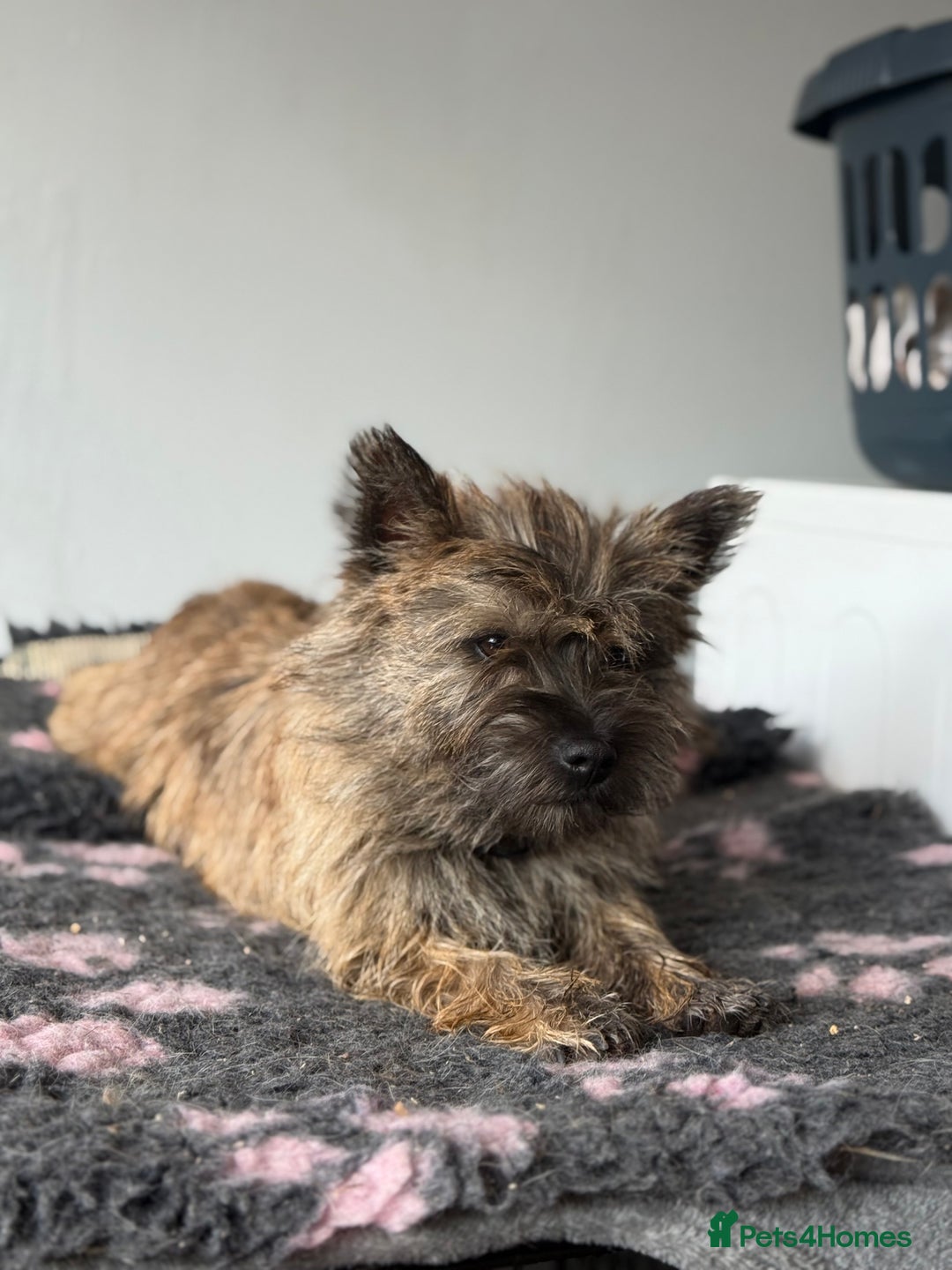 Cairn Terrier dogs for sale: Female Cairn Looking For New Home - Advert 9