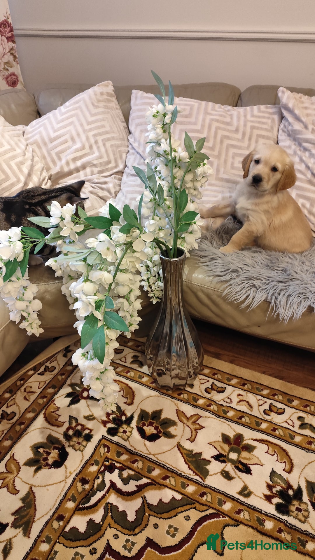 Golden Retriever dogs for sale: Gentle and loving Golden Retriever puppiess  - Image 17