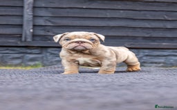 English Bulldog dogs for sale: English Bulldog puppies  - Image 12