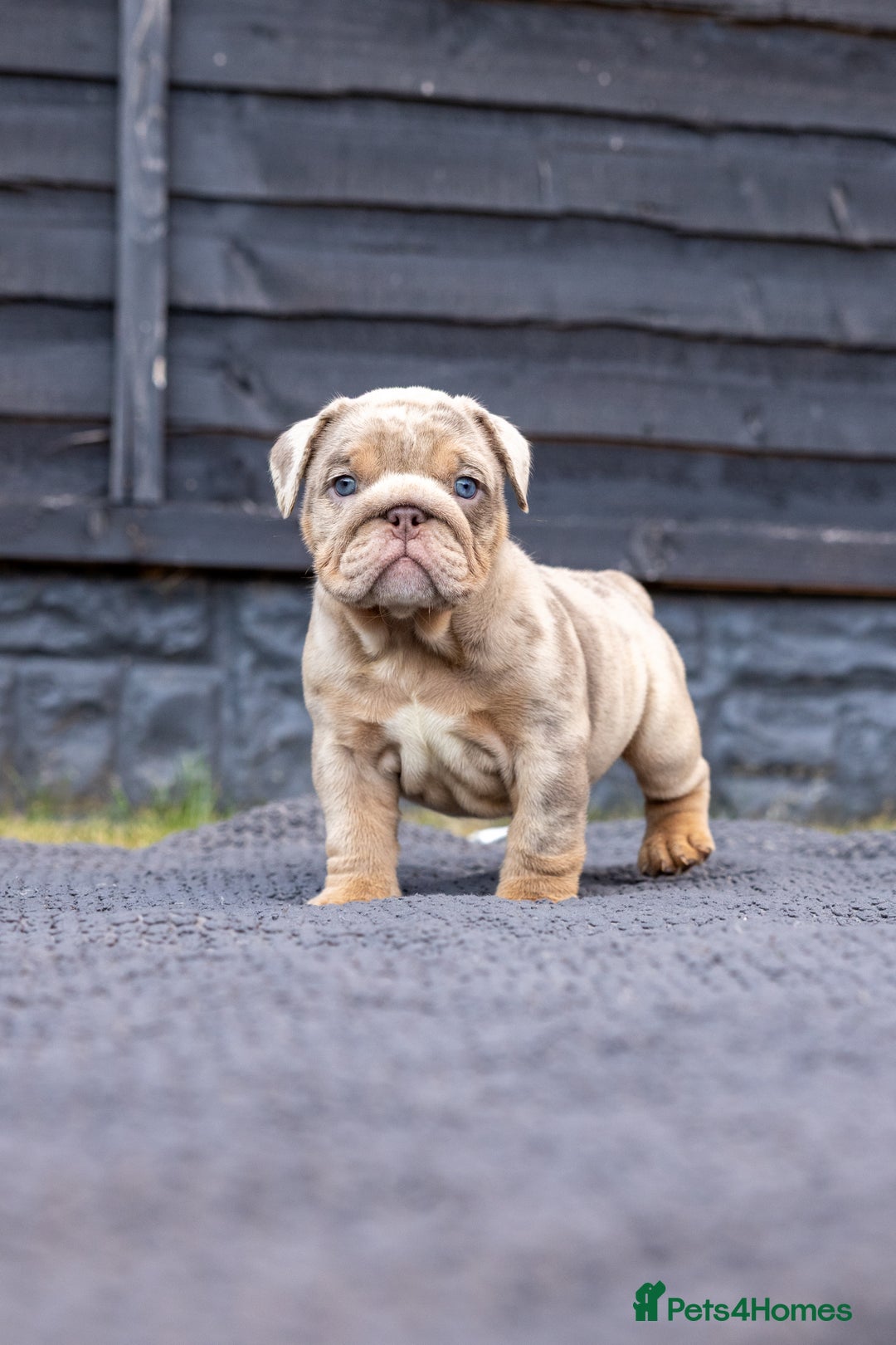 English Bulldog dogs for sale: English Bulldog puppies  - Image 12