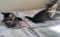 Mixed Breed cats for sale: Maine Coon Cross Kittens  - Image 7