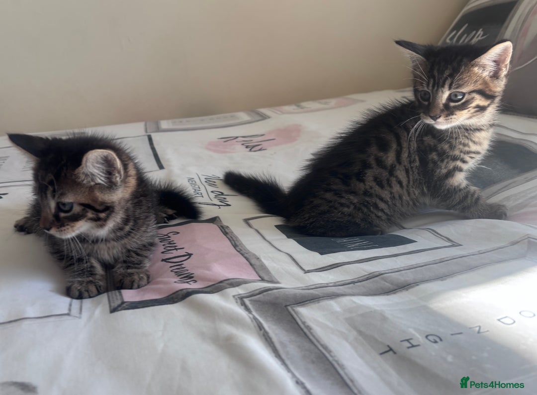 Mixed Breed cats for sale: Maine Coon Cross Kittens  - Image 7