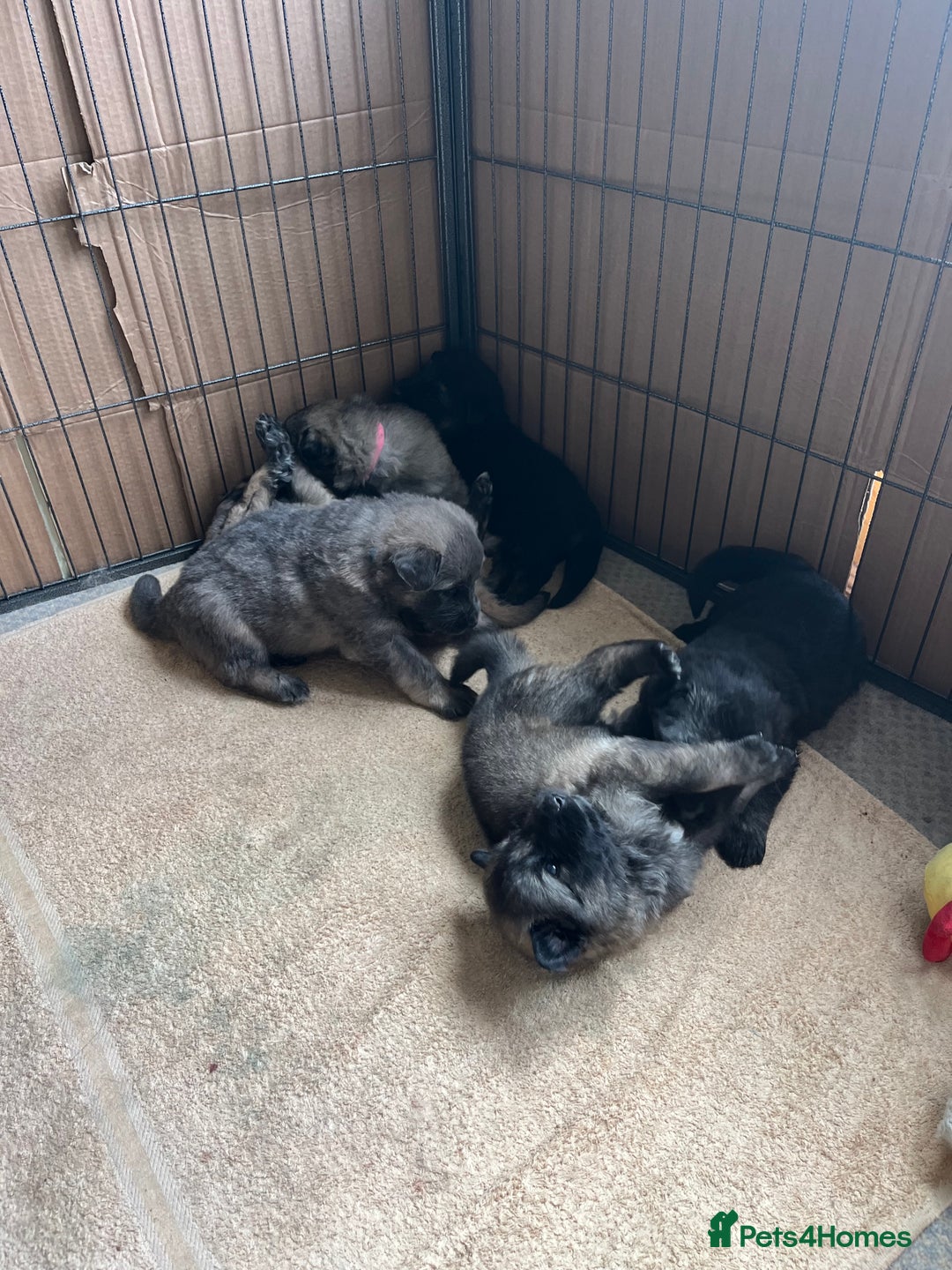 German Shepherd dogs for sale: Long/semi long Hair German Shepherd Puppies - Advert 7