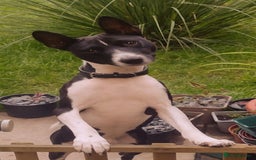 Basenji dogs for stud: Basenji proven at stud in Llanymynech - Image 1