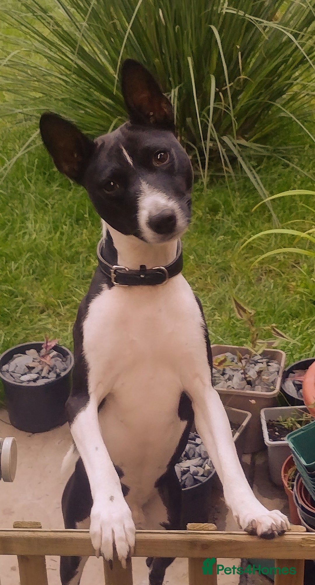 Basenji dogs for stud: Basenji proven at stud in Llanymynech - Image 1